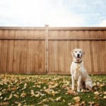 The Best Fence for Dogs in the Four States Region: A Guide for Missouri, Arkansas, Kansas, & Oklahoma Homeowners