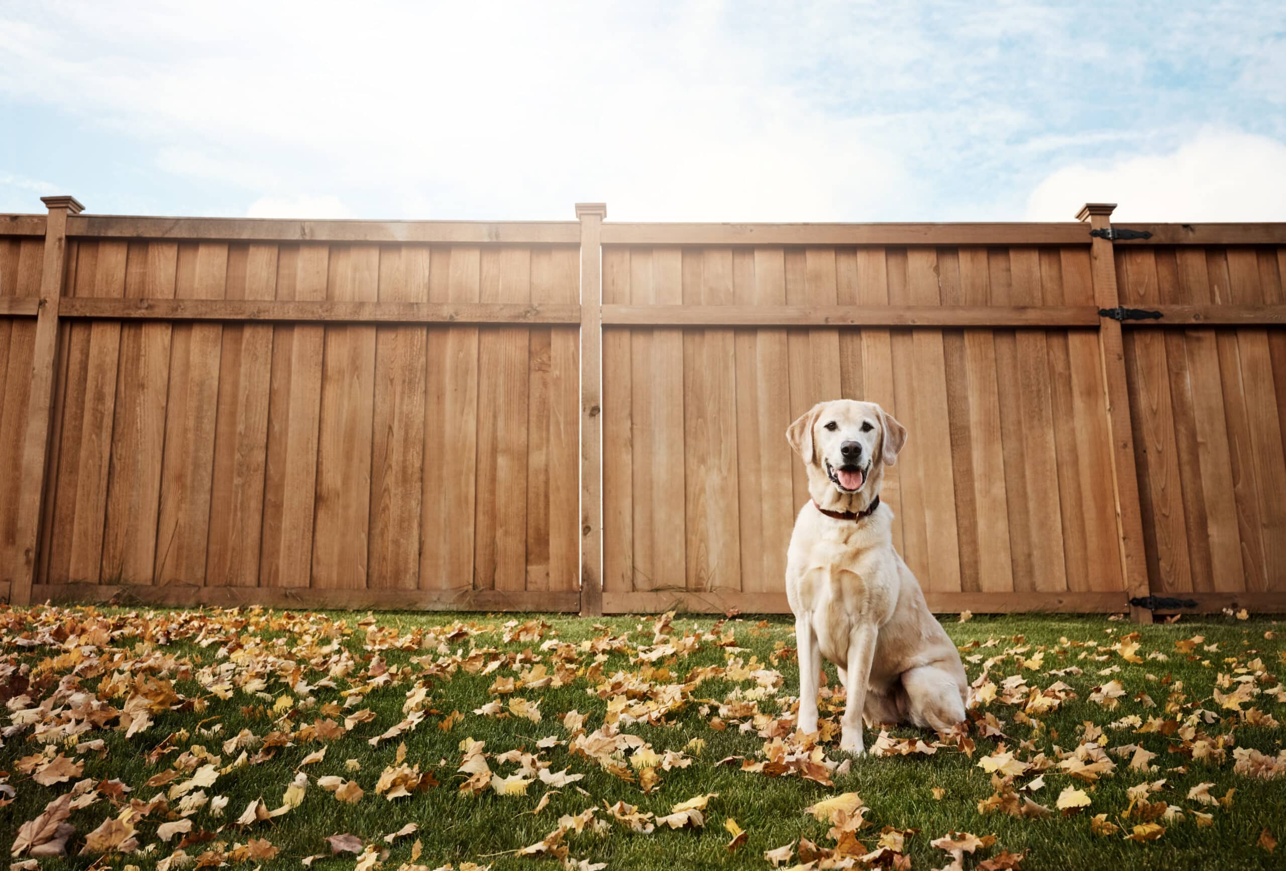 You are currently viewing The Best Fence for Dogs in the Four States Region: A Guide for Missouri, Arkansas, Kansas, & Oklahoma Homeowners